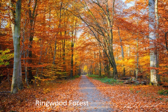 ringwood forest