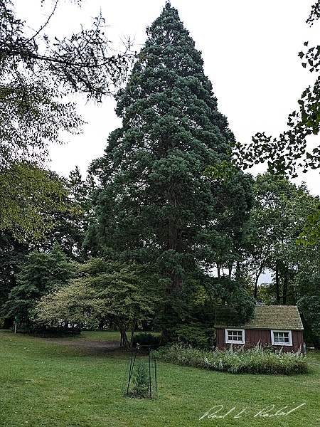 Giant Sequoia